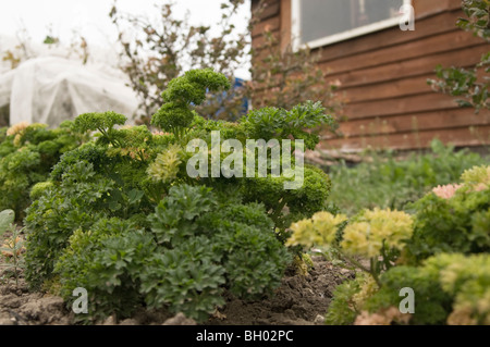 Parsley (Curly) (Petroselinum crispum) growing in front of a wooden shed on an allotment plot Stock Photo