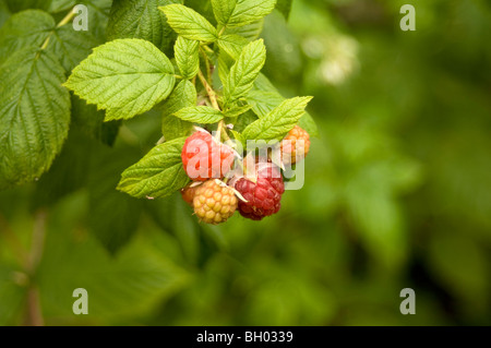Close up of raspberries (Rubus idaeus) growing on an allotment plot showing both ripe and unripe fruits Stock Photo