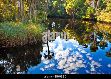 James E Grey Preserve, New Port Richey, Florida Stock Photo