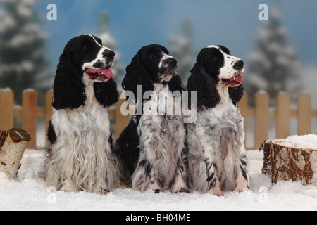 English Cocker Spaniel, black-and-white Stock Photo