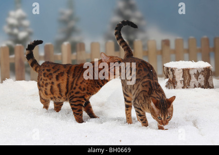 Bengal Cats, pair Stock Photo