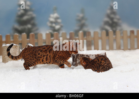 Curious young male Bengal cat trying to get in to chest of drawers