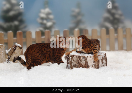 Bengal Cats, tomcat and kitten, 4 months Stock Photo