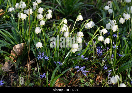 Spring snowflake (Leucojum vernum) and two-leaf squill (Scilla bifolia) Stock Photo