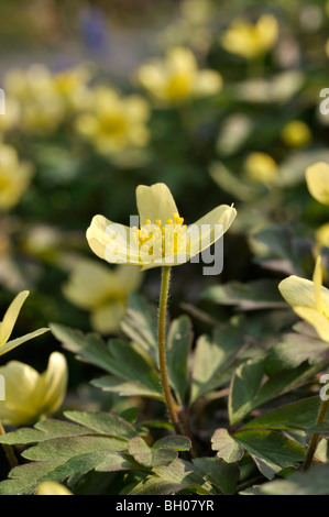 Windflower (Anemone x lipsiensis) Stock Photo