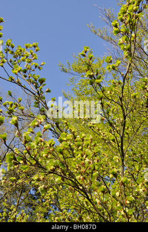 Common beech (Fagus sylvatica) Stock Photo