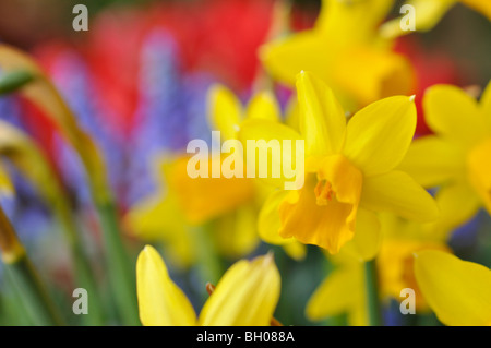 Cyclamen-flowered daffodil (Narcissus cyclamineus 'Tête à Tête') Stock Photo