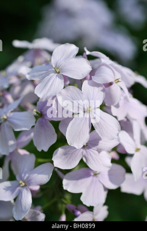 Perennial honesty (Lunaria rediviva) Stock Photo