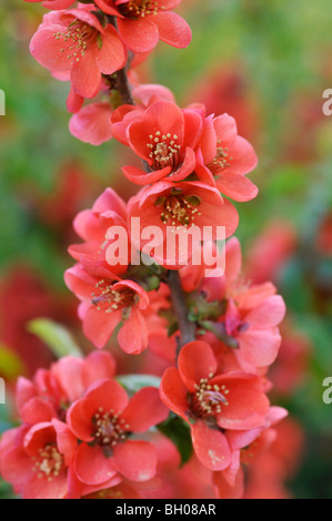 Japanese quince (Chaenomeles japonica) Stock Photo