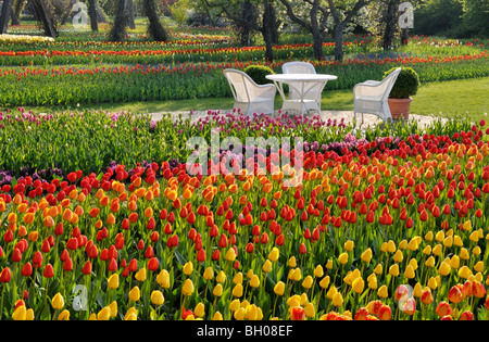 Tulipan, Britzer Garten, Berlin, Germany Stock Photo Alamy