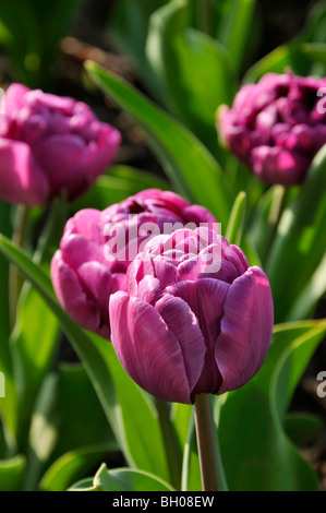 Double late tulip (Tulipa Blue Diamond) Stock Photo