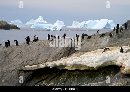 Chinstrap penguins, Coronation Island.Antarctic Peninsula Stock Photo