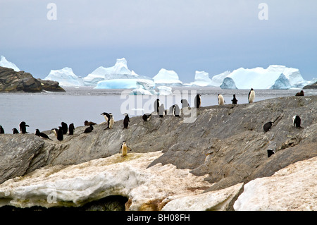 Chinstrap penguins, Coronation Island.Antarctic Peninsula Stock Photo