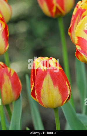 Darwin tulip (Tulipa Apeldoorn's Elite) Stock Photo