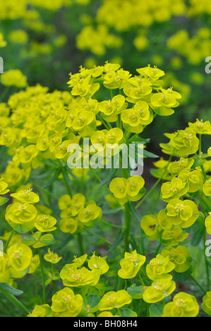 Cypress spurge (Euphorbia cyparissias) Stock Photo