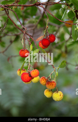 Strawberry Tree, Arbutus unedo 'Elfin King', Ericaceae Stock Photo