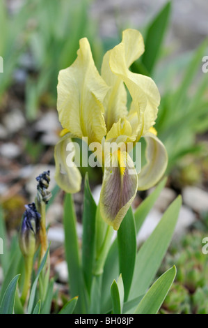 Crimean iris (Iris lutescens) Stock Photo