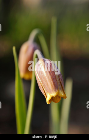 Fritillary (Fritillaria uva-vulpis) Stock Photo