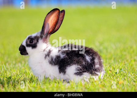 white - gray rabbit lying in a green meadow Stock Photo