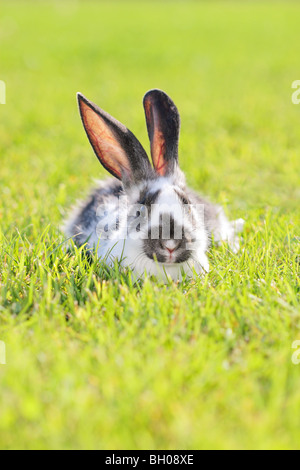 white - gray rabbit lying in a green meadow Stock Photo