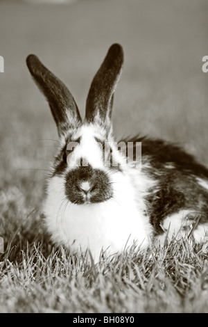 white - gray rabbit lying in a green meadow Stock Photo