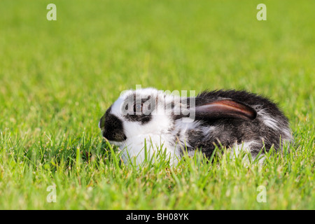 white - gray rabbit lying in a green meadow Stock Photo