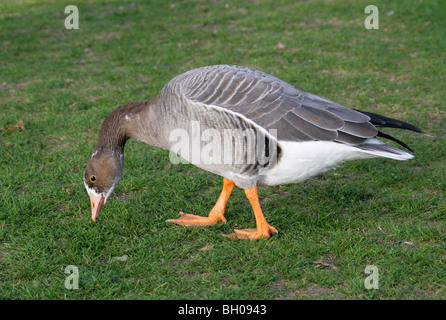 lumbar support for plane