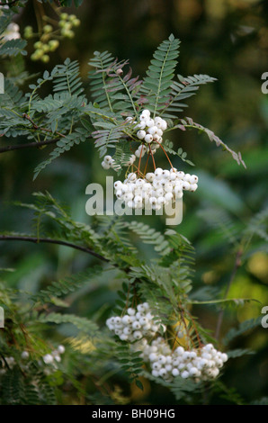 A Chinese Rowan or Mountain Ash, Sorbus koehneana, Rosaceae, South Central China, Asia. Fruit, Berries. Stock Photo