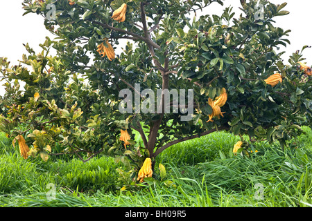 Buddha's Hand, tree bearing fruit. Stock Photo