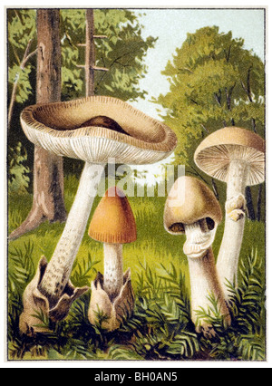 Grisette, Gypsy mushroom mushroom toadstool, fungus Stock Photo