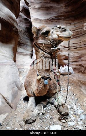 A young camel resting in sandstone gorge in southern Jordan Stock Photo