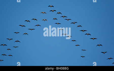 Canada Geese (Branta canadensis) migrating south for the winter. Stock Photo