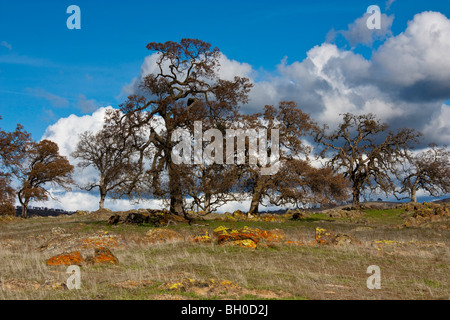 Oak Trees in the Central California Foothills among brightly colored lichen covered rocks Stock Photo