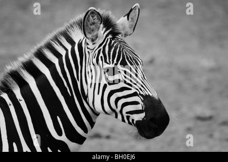 Black and White portrait of Grant's Zebra (Equus burchelli boehmi) showing side view of head Stock Photo
