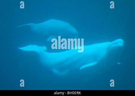 Swimming mother and calf Beluga whales. Stock Photo