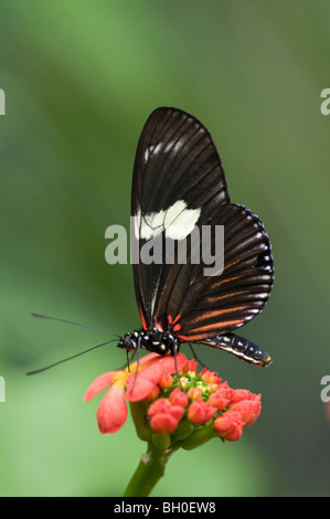 Pink Cattle Heart butterfly (eurimedes mylotes) feeding on nectar on a 'Prince of Orange' flower (Ixora chinensis) Stock Photo