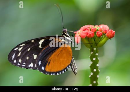 Pink Cattle Heart butterfly (eurimedes mylotes) feeding on nectar on a 'Prince of Orange' flower (Ixora chinensis) Stock Photo