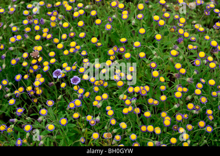 Felicia dubia dwarf felicia Small blue daisies with bright yellow centers hardy annual flower bloom blossom Stock Photo