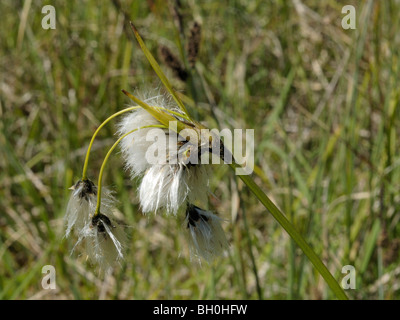Broad-leaved Cottongrass, eriophorum latifolium Stock Photo