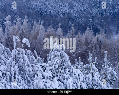 Extreme weather -winter - hoarfrost and glazed frost Stock Photo