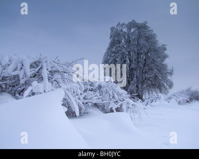 Extreme weather -winter - hoarfrost and glazed frost Stock Photo