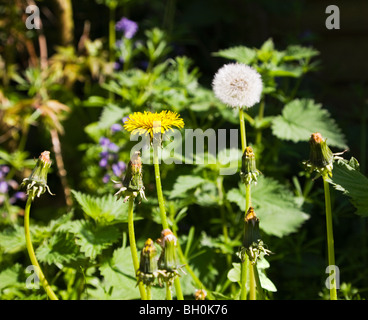 A group of dandelions and nettles. Weeds in an English garden. Spring. UK. Stock Photo