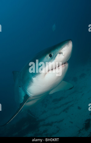 Great White Shark, Carcharodon carcharias, side view, Neptune Islands, South Australia, Australia. Stock Photo