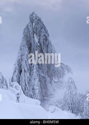 Extreme weather -winter - hoarfrost and glazed frost Stock Photo