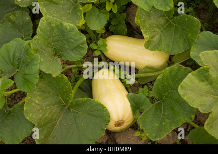 Butternut squash (Cucurbita moschata) growing on an allotment plot Stock Photo