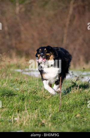 Border collie dog Single adult male running Park, Gosport Stock Photo