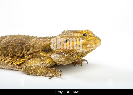 A Bearded Dragon photographed on a white background. Stock Photo