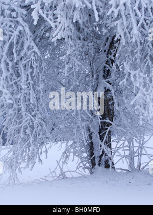 Extreme weather -winter - hoarfrost and glazed frost Stock Photo