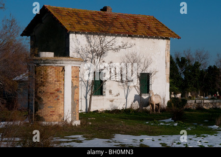 White horse standing in front of a farm house, the Camargue, Southern France Stock Photo