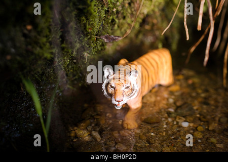 Toy tiger standing in the water Stock Photo